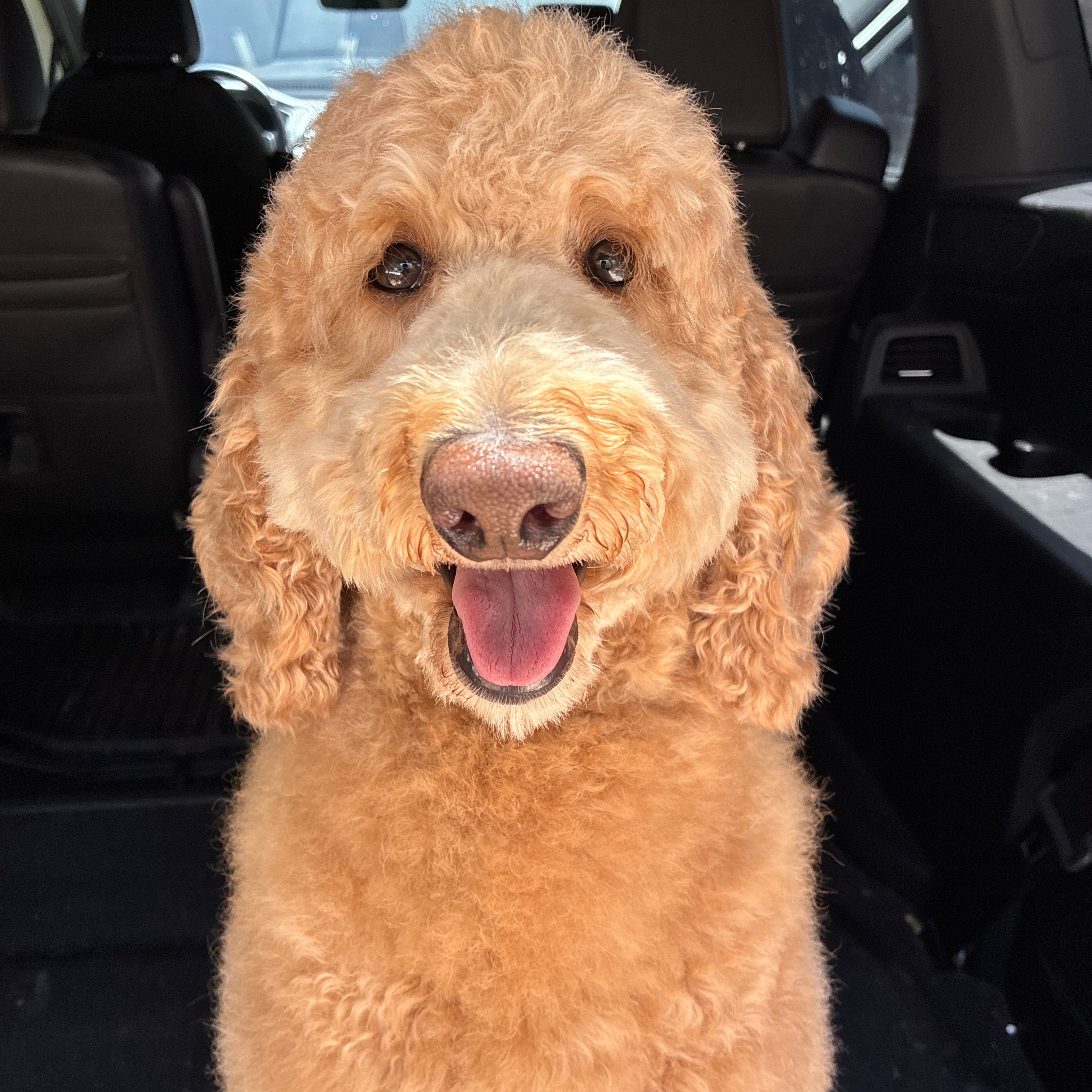 A close-up portrait of a golden-furred dog sitting in the back of a car, looking directly at the camera with its mouth open.