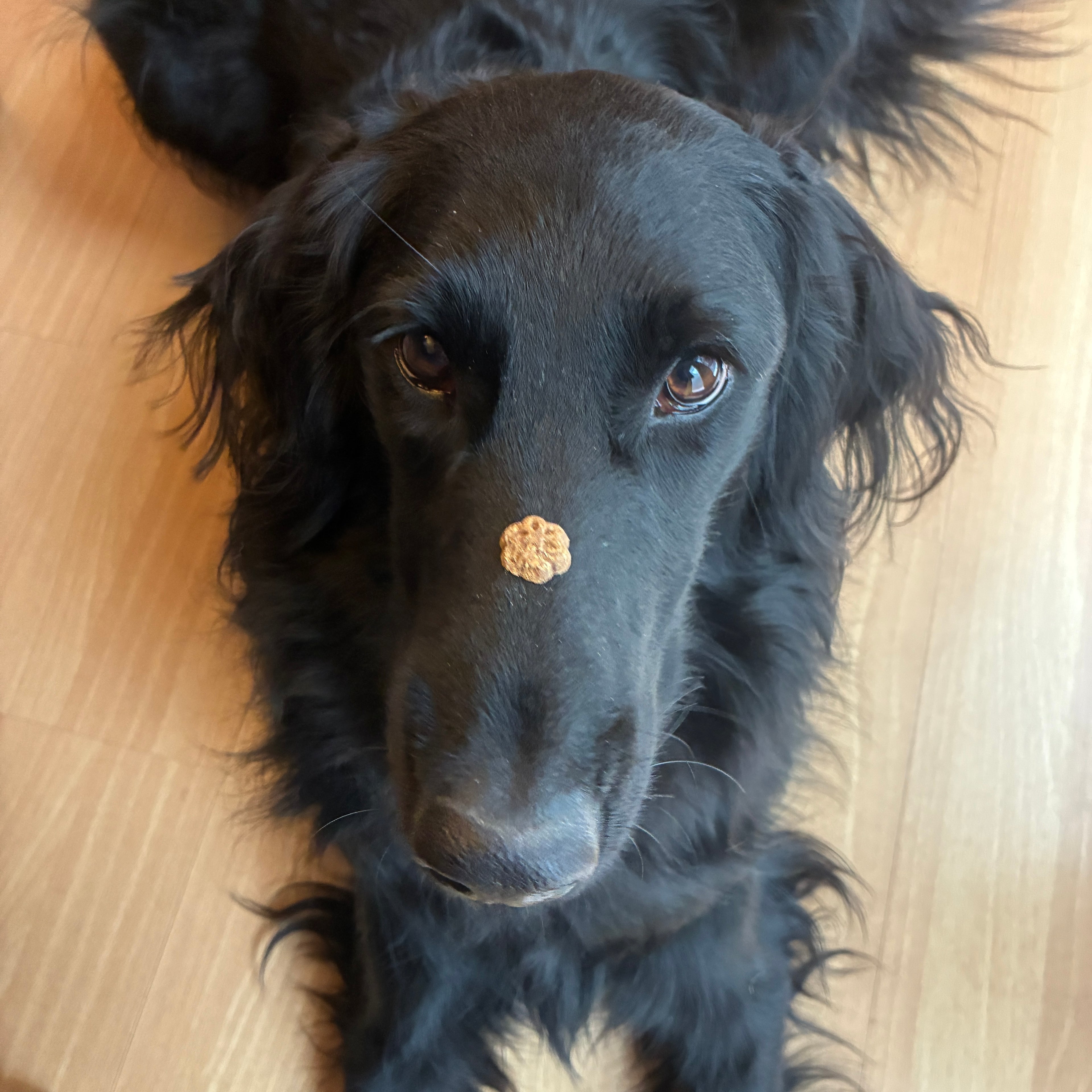 A close-up of a black dog lying on a light wood floor, looking directly at the camera with a small round tan treat placed on its nose.