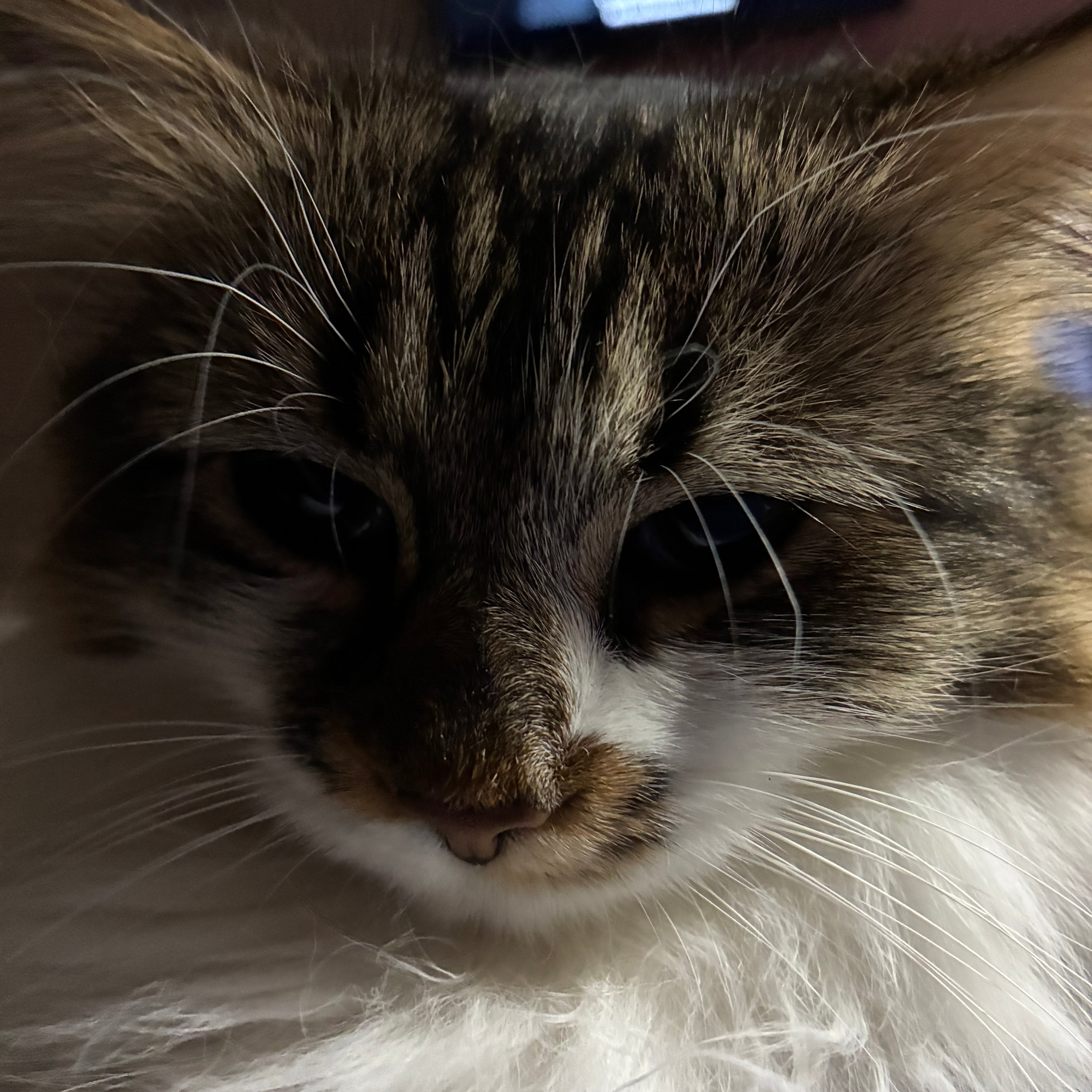 A close-up portrait of a fluffy long-haired cat with brown, black, and white fur resting on a white surface.