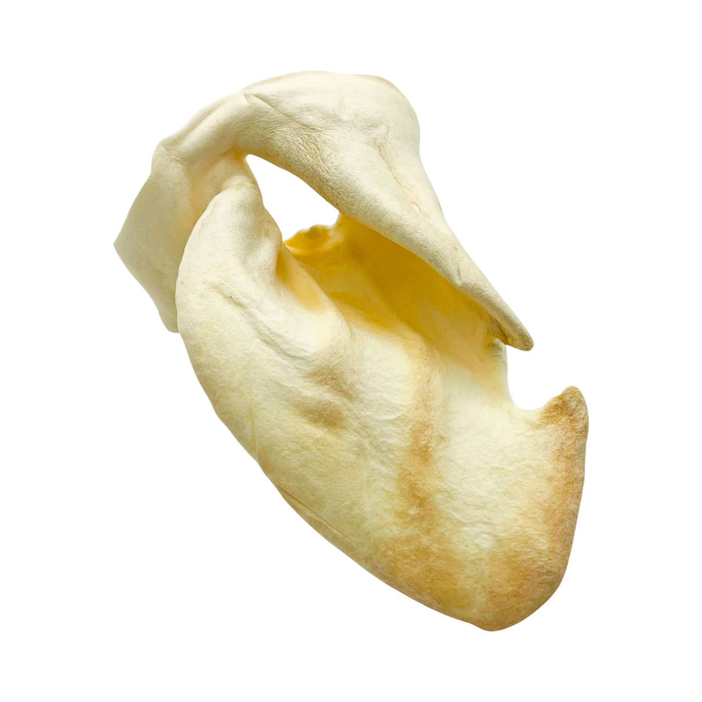 All-Natural Single Ingredient Cow Ear Dog Chews (25/Bag)